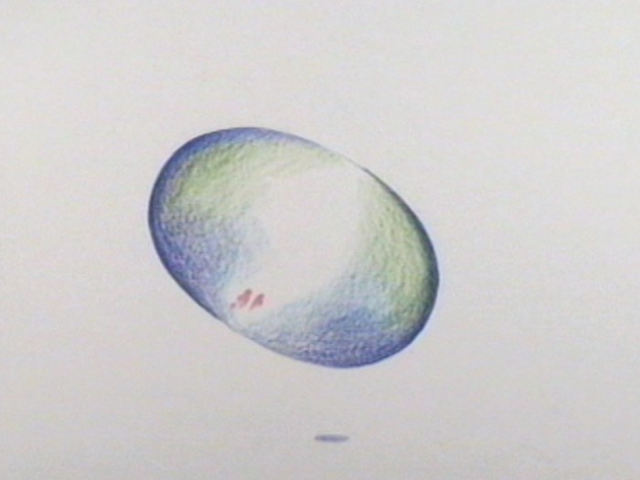 59-seed-s